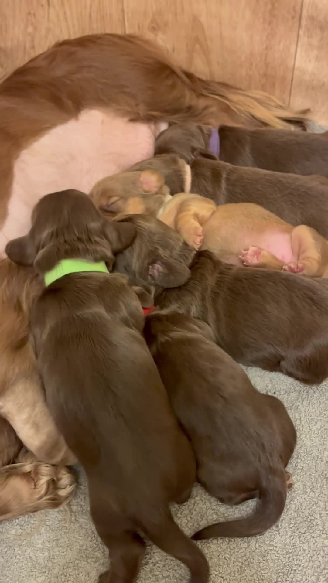 Miniature Dachshund dogs for sale: Long haired Miniature Dachshunds - Video 1