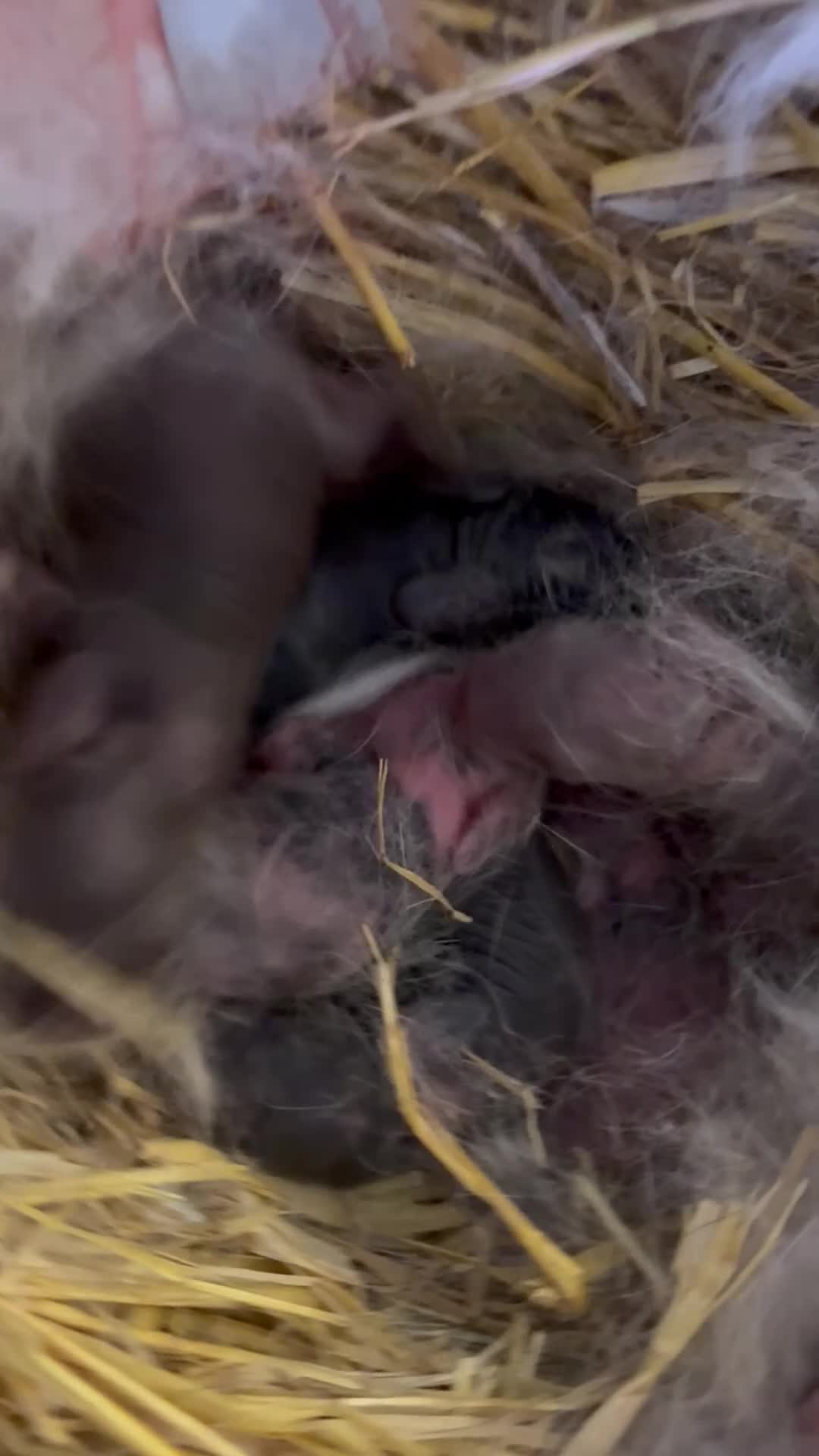 Mini Lop rabbits for sale: Mini Lop Kits  - Video 1