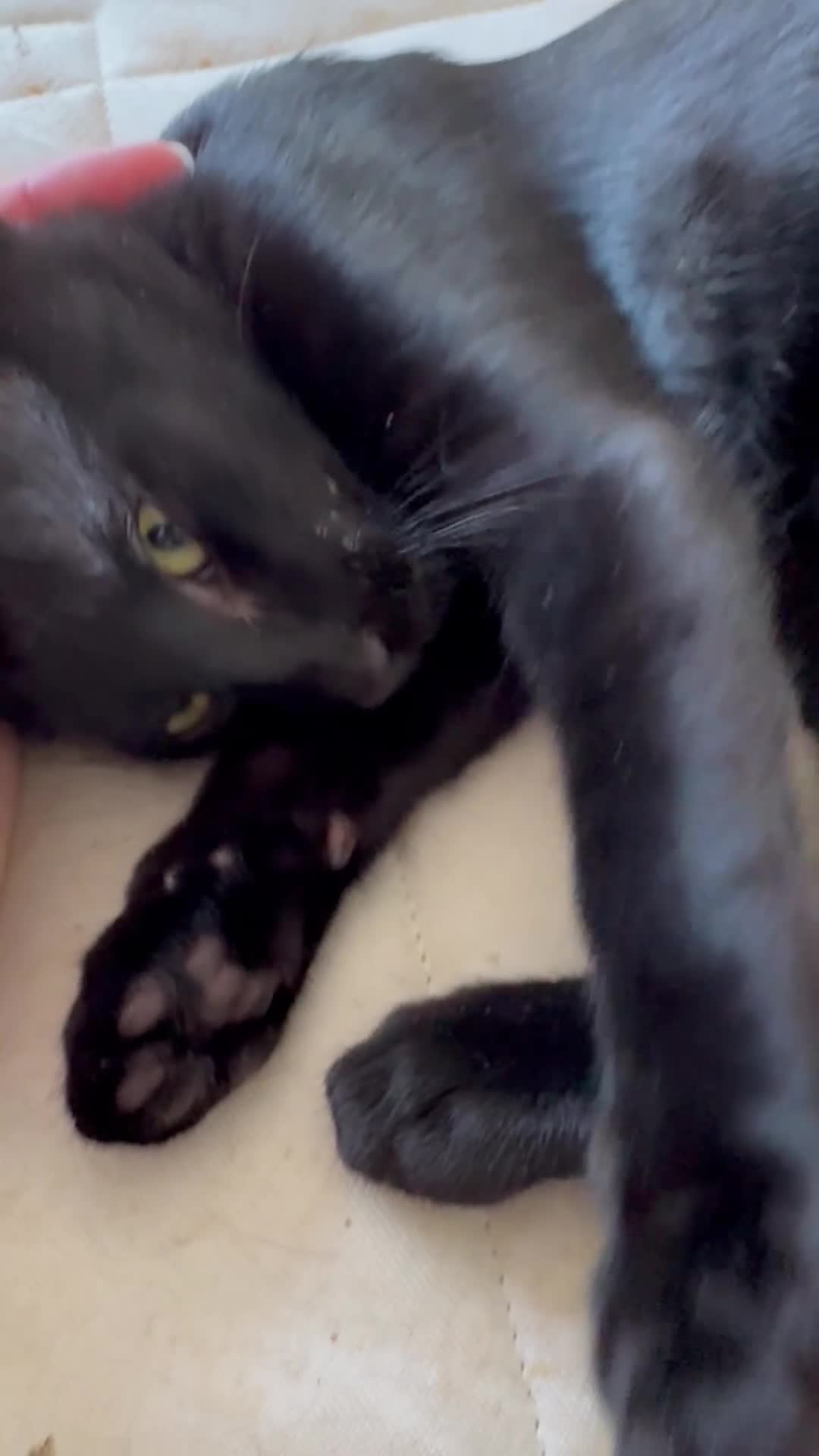 Oriental cats for sale: Oriental kittens for sale (4 ready now!) - Video 1