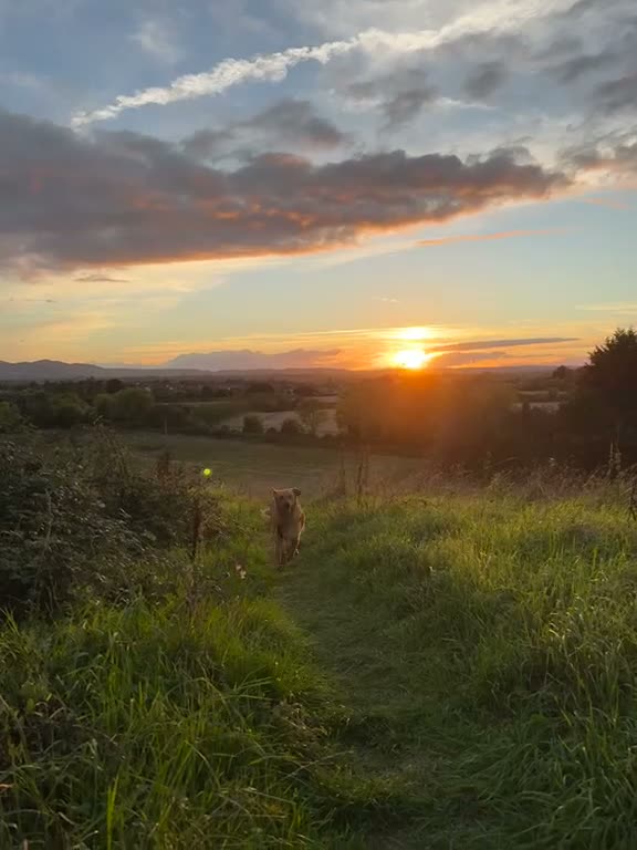 Mixed Breed dogs for adoption: 💙HARRY💙 – THE SOFTEST FUR, THE SWEETEST HEART in Retford - Video 1