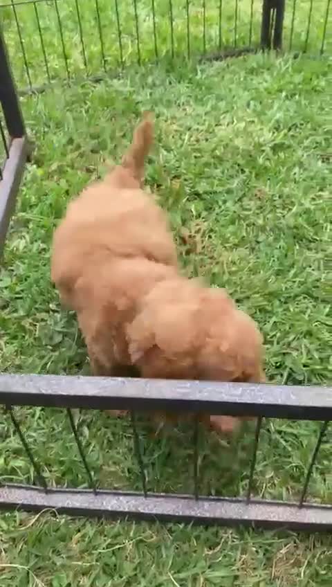 Miniature Poodle dogs for sale: 💌 To Loving Homes Only: - Video 4