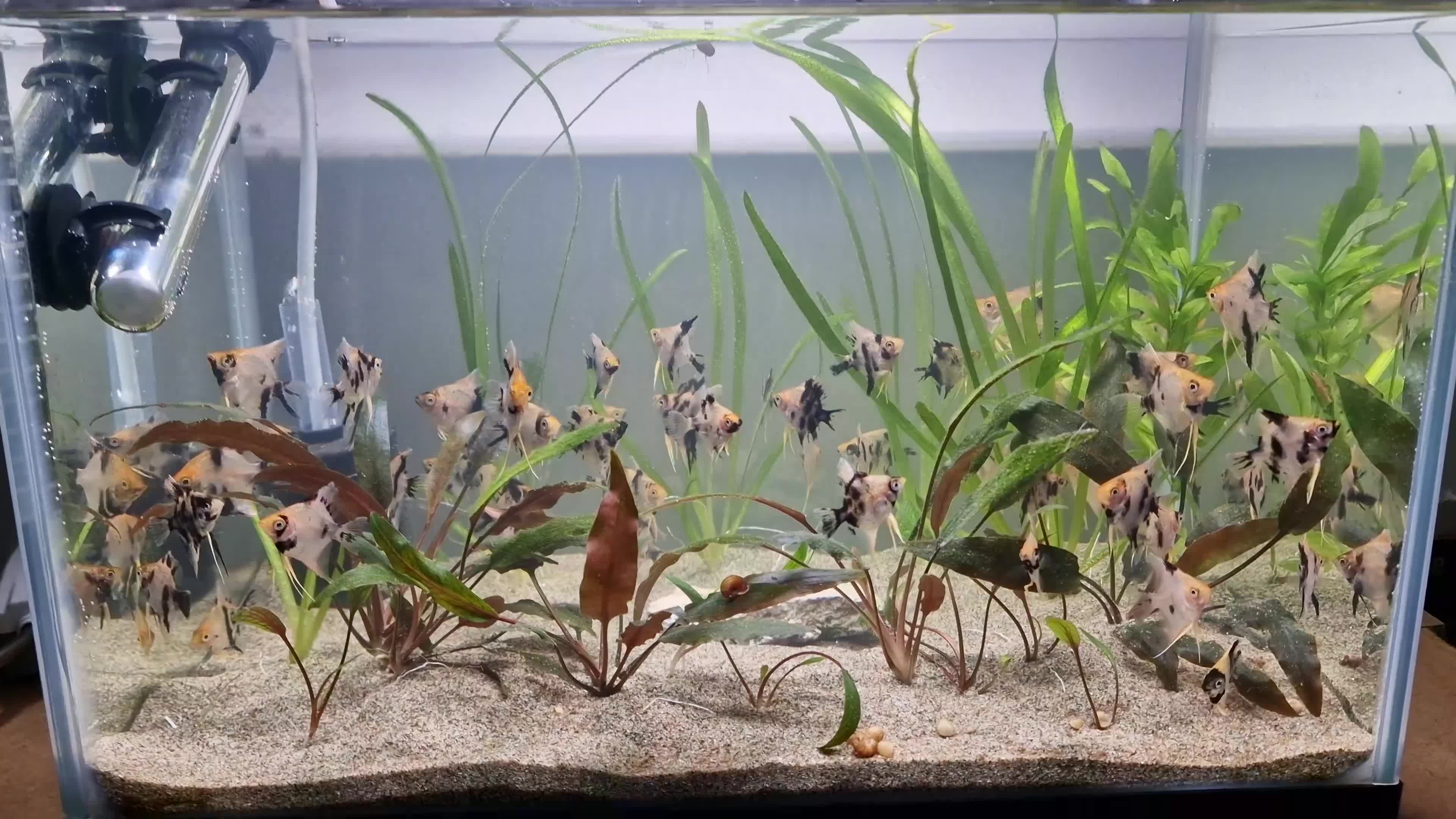 Angelfish fish for sale: Koi/Marble Angelfish - Video 2