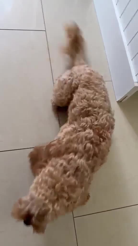 Cockapoo dogs for adoption: ✈️🔥 MAVERICK IS READY FOR HIS WINGMAN! 🔥✈️ in Swansea - Video 1