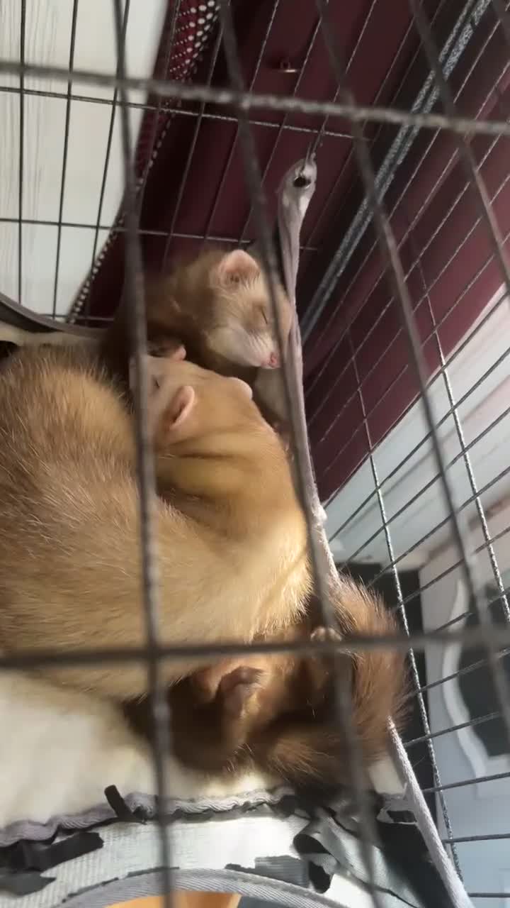 Ferret rodents for sale: Ferret  - Video 1