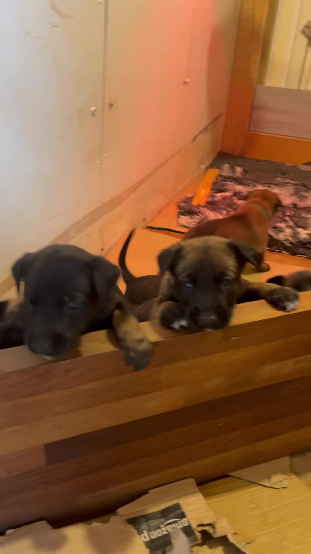 Mixed Breed dogs for sale: Dutch Herder top working lines - Video 1