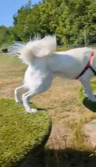 Mixed Breed dogs for adoption: Ned needs someone to believe in him 💙 - Video 3