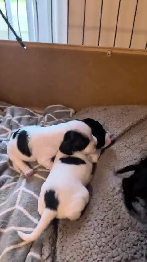 Cockapoo dogs for sale: Gorgeous cockapoo puppies  - Video 1