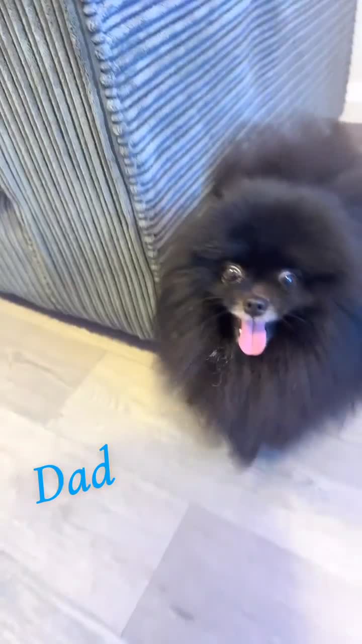 Pomchi dogs for sale: 🎀Pomchi puppies🎀 - Video 1