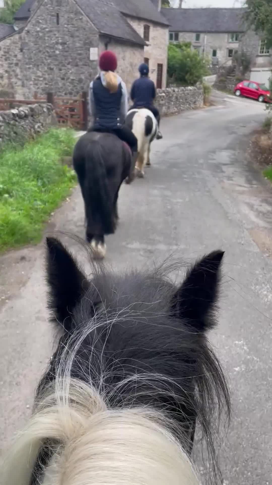 Riding pony horses for sale: Genuine cob  - Video 1