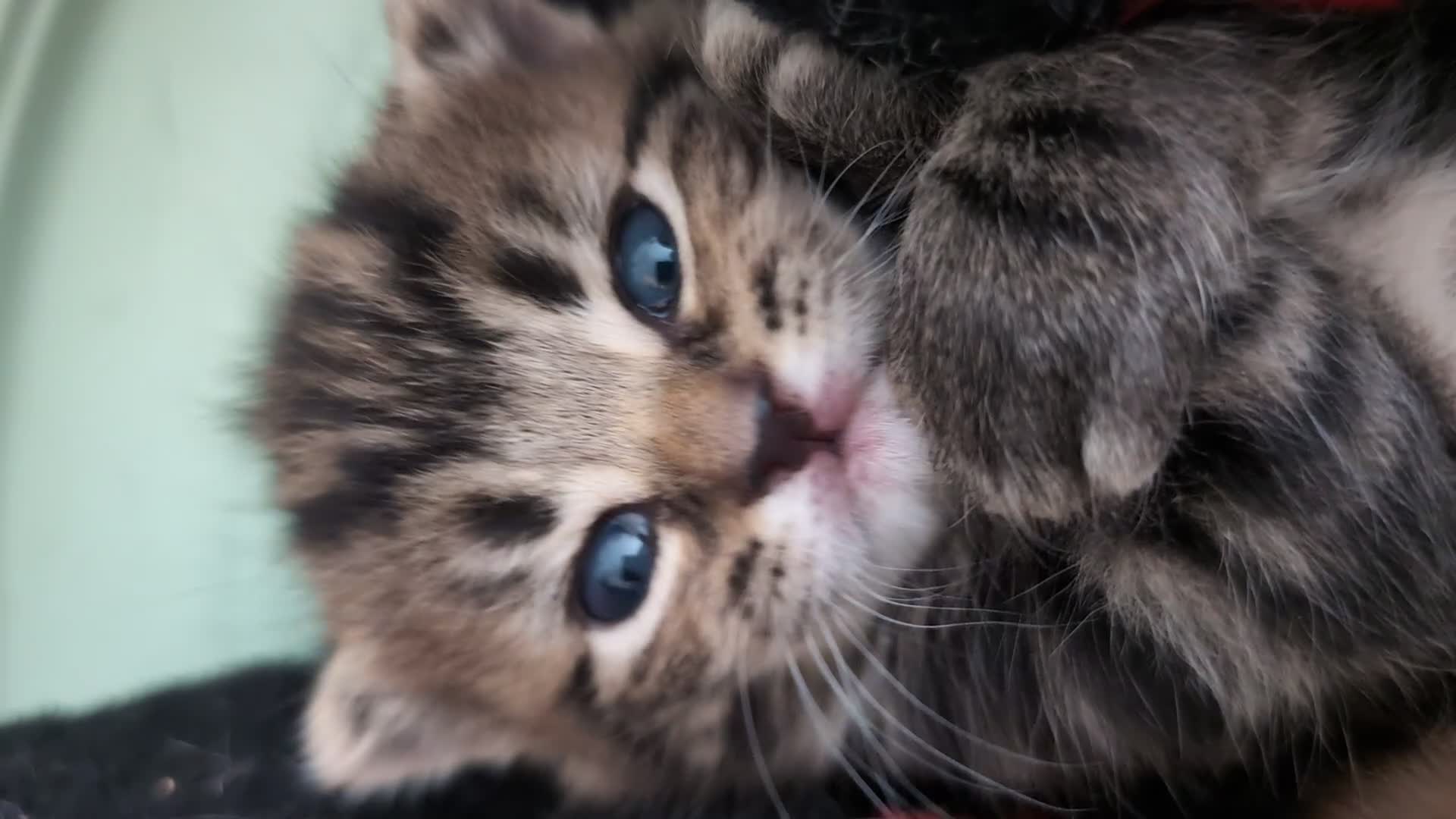 Mixed Breed cats for sale: 3 Handsome Male Kittens  - Video 2