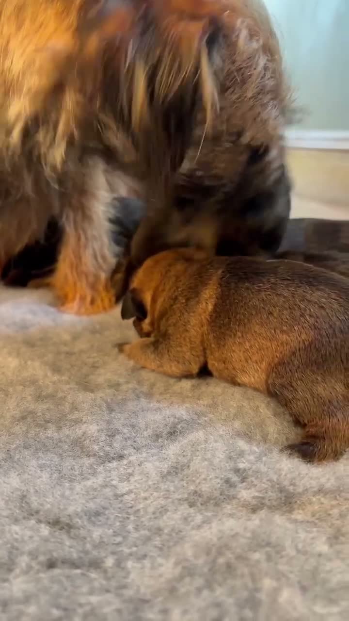 Border Terrier dogs for sale: * KC Registered Border Terrier Puppies *  - Video 2