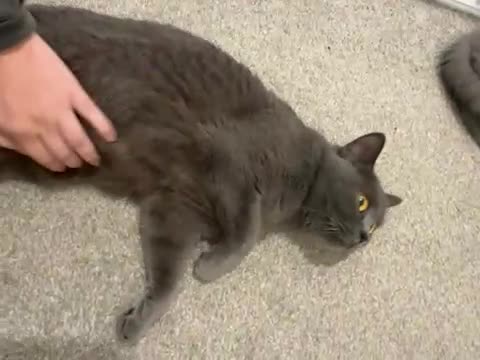 British Shorthair cats for sale: Gccf active Championship British Shorthair Female - Video 1