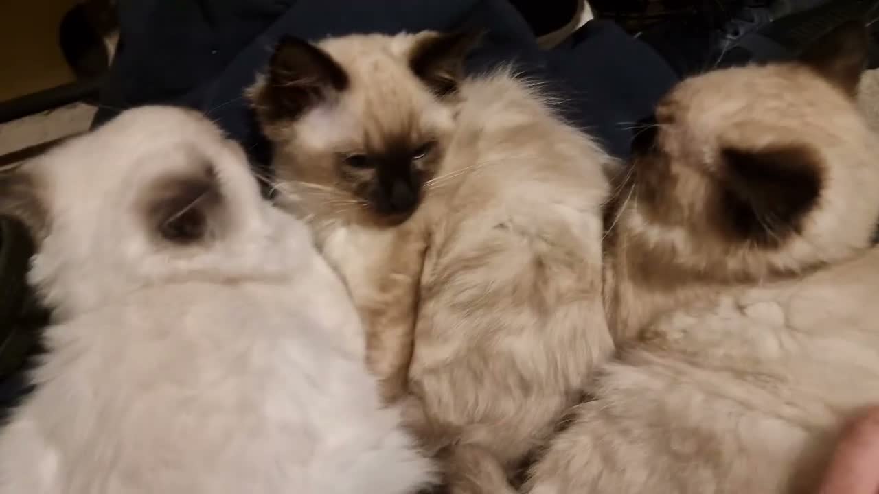 Ragdoll cats for sale: Only 2 beautiful seal point ragdoll kittens left - Video 1