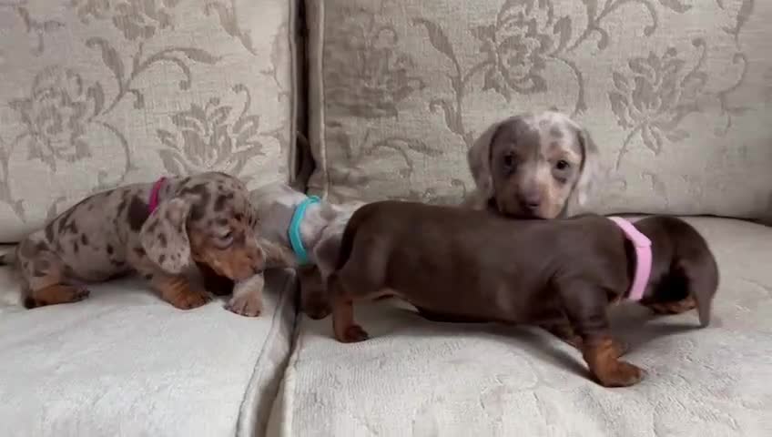 Dachshund dogs for sale: Dachshund - Video 1