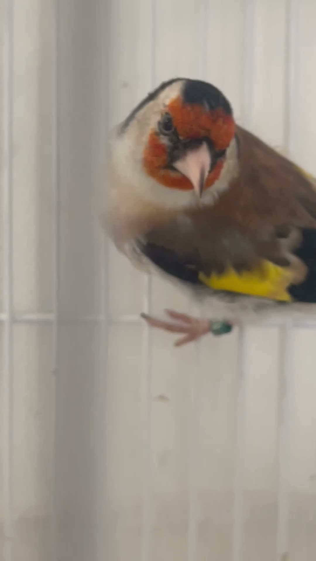 Finches birds for sale: Siberian Goldfinch Male  in London - Video 3