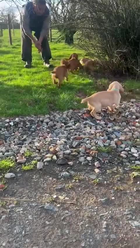 Cocker Spaniel dogs for sale: Golden Working Cocker Spaniel litter - Video 1