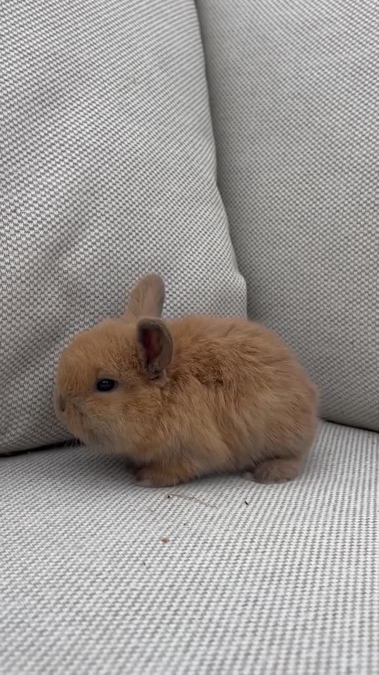 Mini Lop rabbits for sale: Mini Lop Baby Buns 🌸 TWO REMAINING! - Video 2