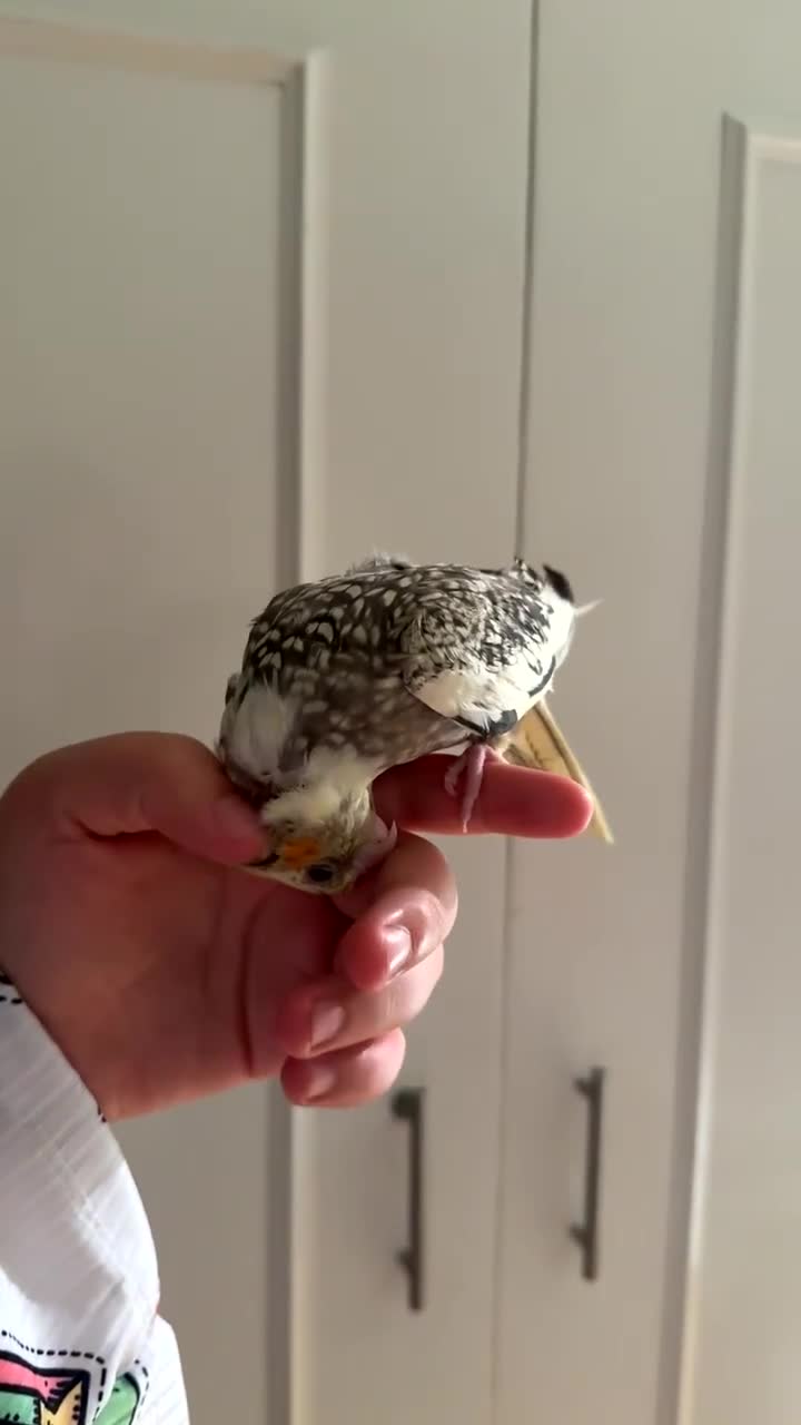 Cockatiels birds for sale: Hand-Tamed Cockatiel ❤️ - Video 4