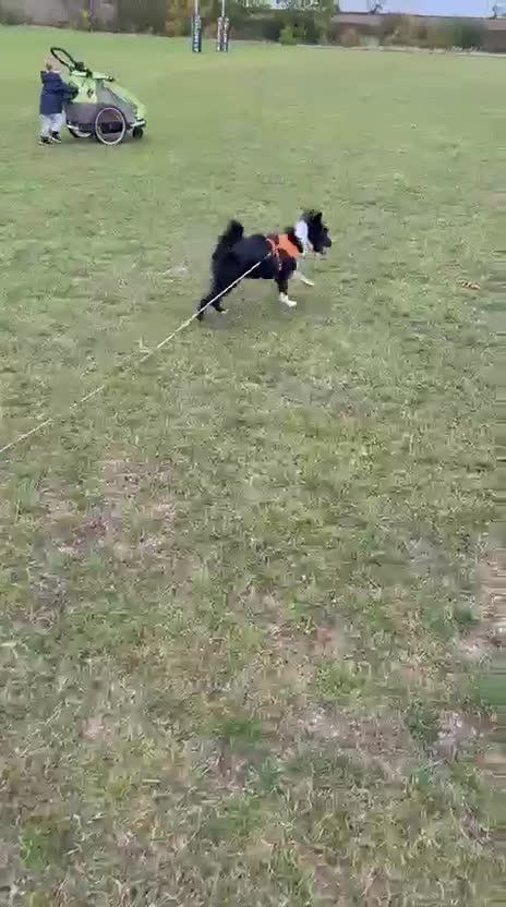 Mixed Breed dogs for adoption: 💖🐶 TOPSY 🐶💖 - Video 3