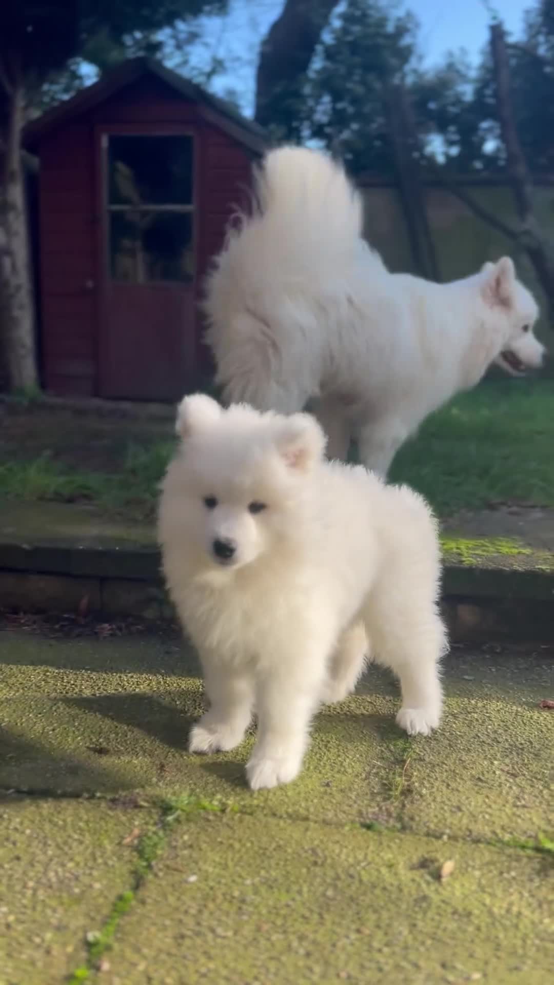 Samoyed dogs for sale: Looking for a Loving New Home for Our Two Samoyeds - Video 1