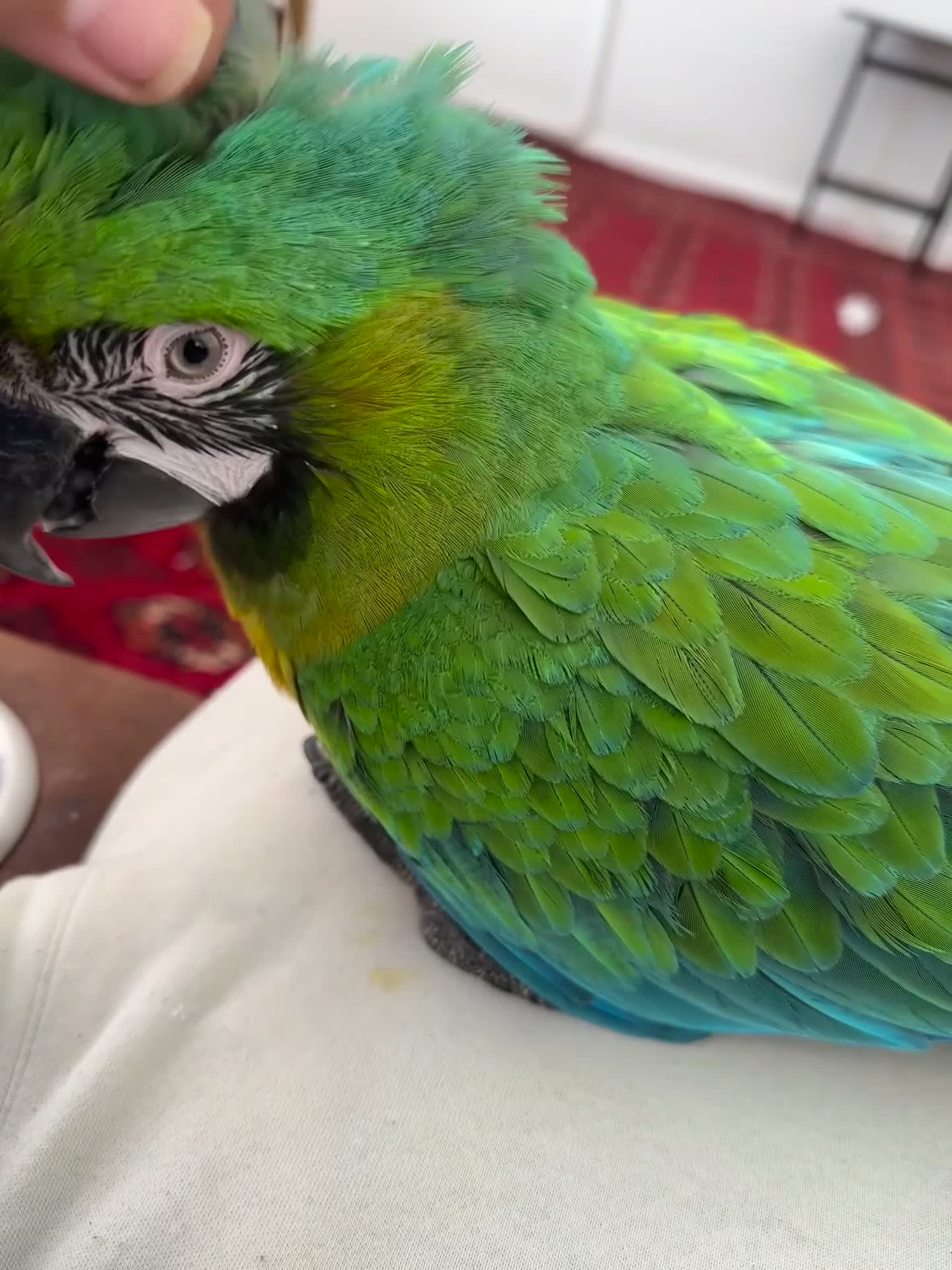 Parrots birds for sale: Rare stunning hybrid milligold macaw   in Harrow - Video 1