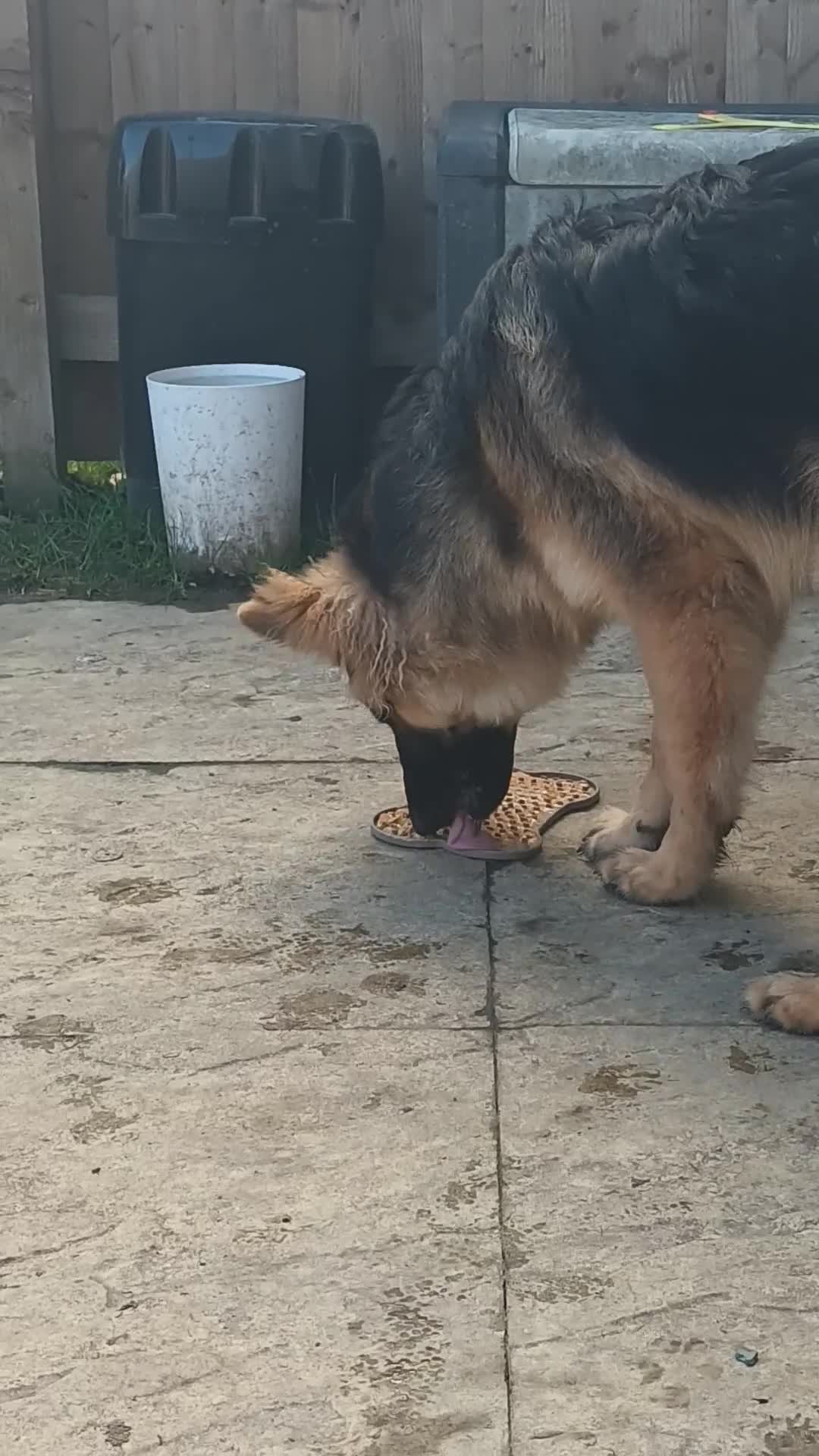 German Shepherd dogs for sale: German shepherd needs a new home  in Knaresborough - Video 1