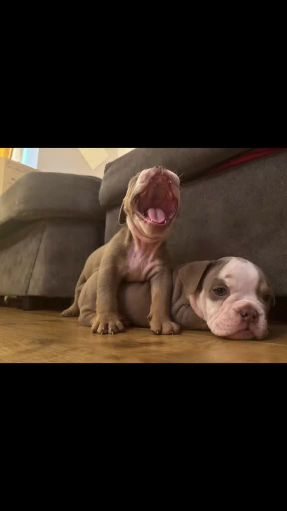Olde English Bulldogge dogs for sale: Olde English bulldogs puppies  - Video 2