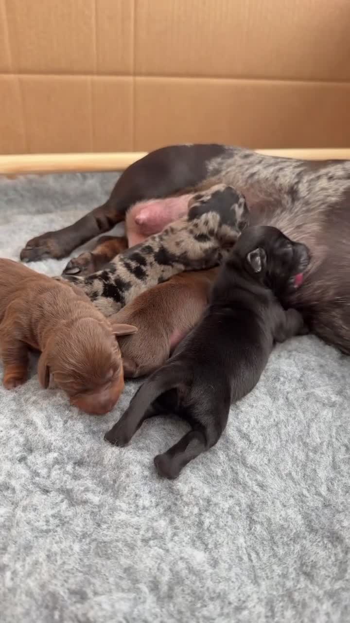 Miniature Dachshund dogs for sale: True Miniature Dachshund Puppies, Ready InDecember - Video 1