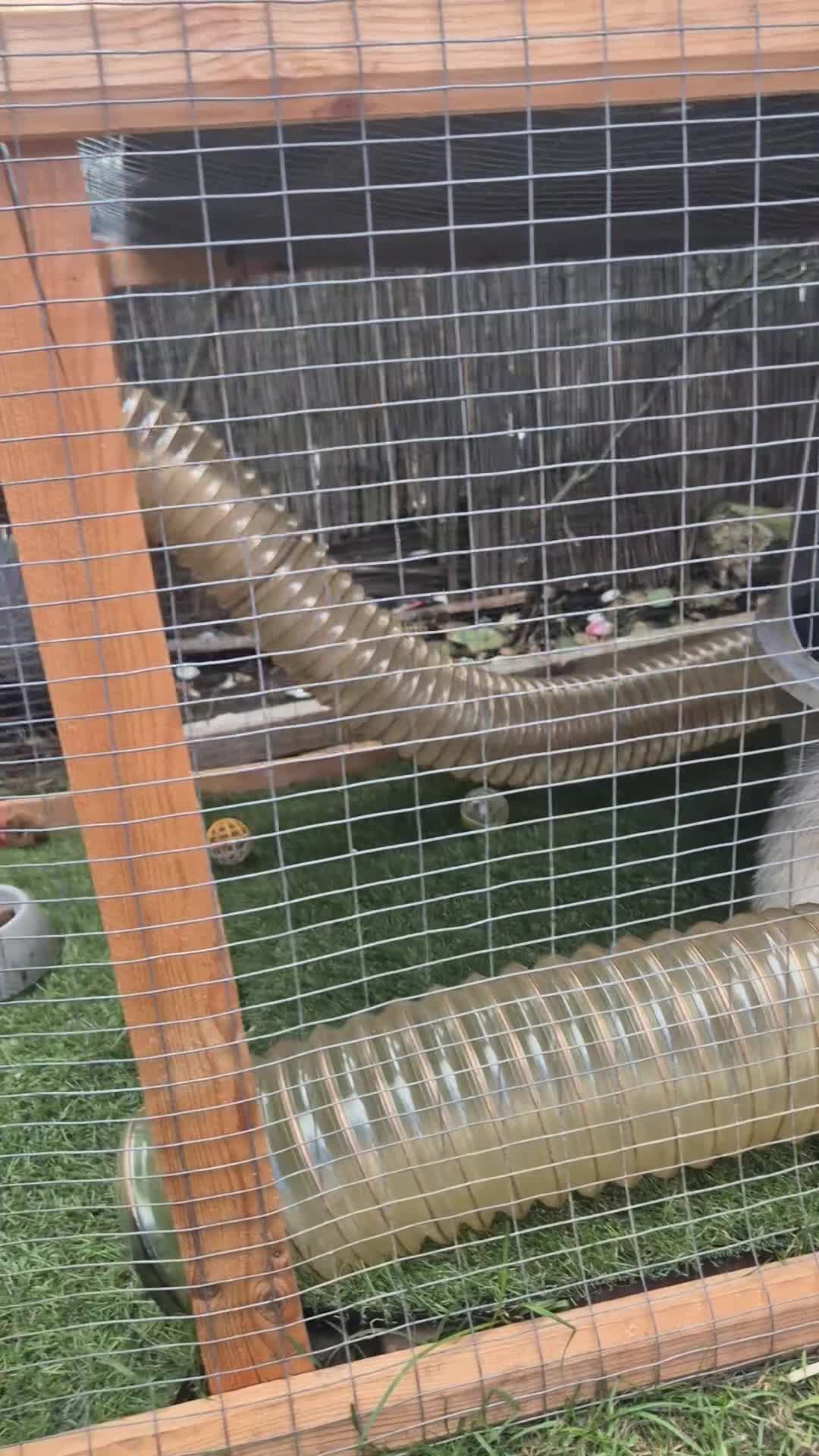 Ferret rodents for sale: Ferrits - Video 2