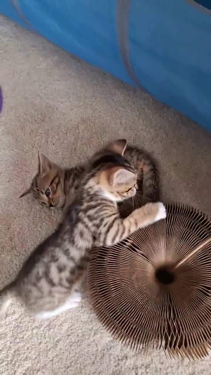 Bengal cats for sale: Bengal X in Rossendale - Video 2