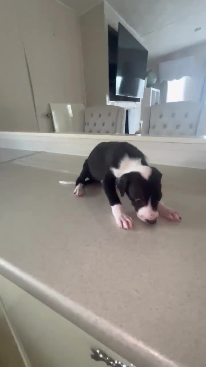 Lurcher dogs for sale: Lurcher pups from working parents - Video 1