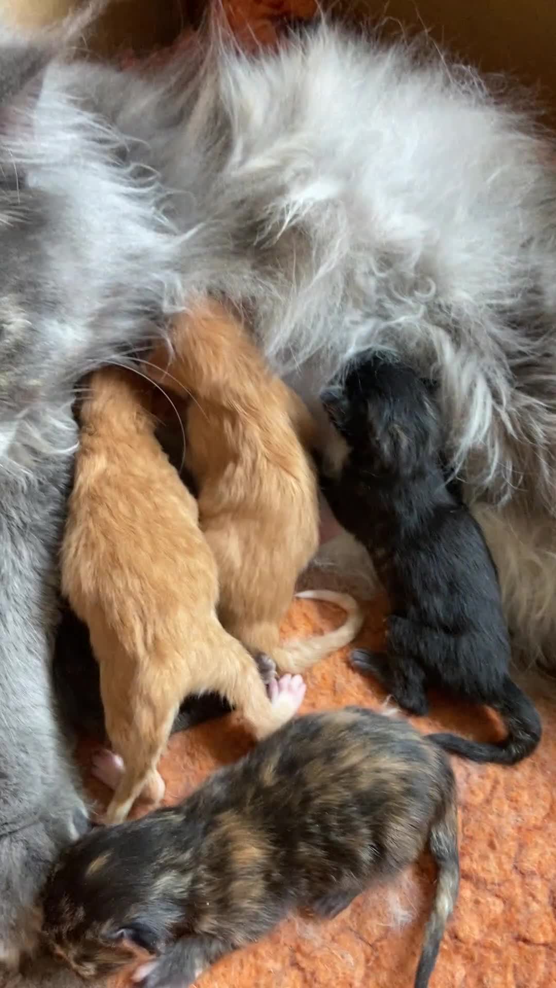 Maine Coon cats for sale: GCCF Registered Maine Coons Ready 16th August  in Banbury - Video 2