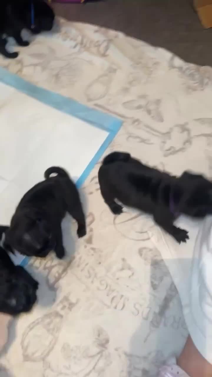 Pug dogs for sale: KCreg pug puppies for sale. - Video 3