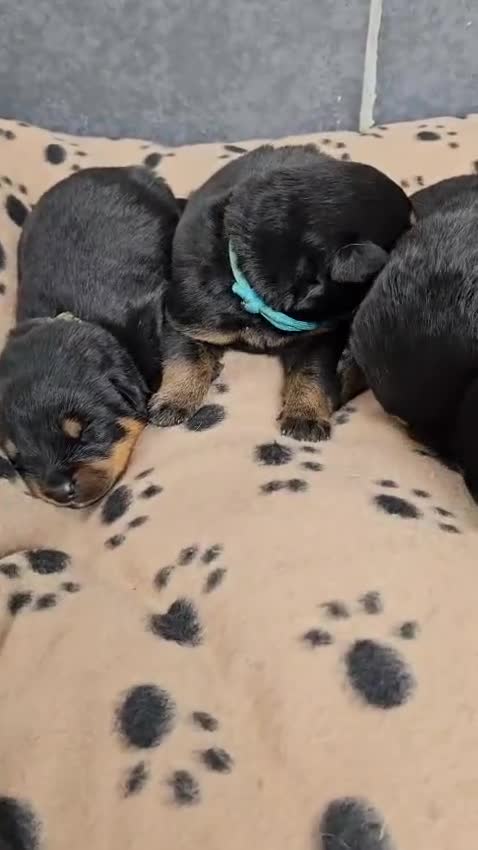 Rottweiler dogs for sale: Stunning Rottweiler puppys - Video 3