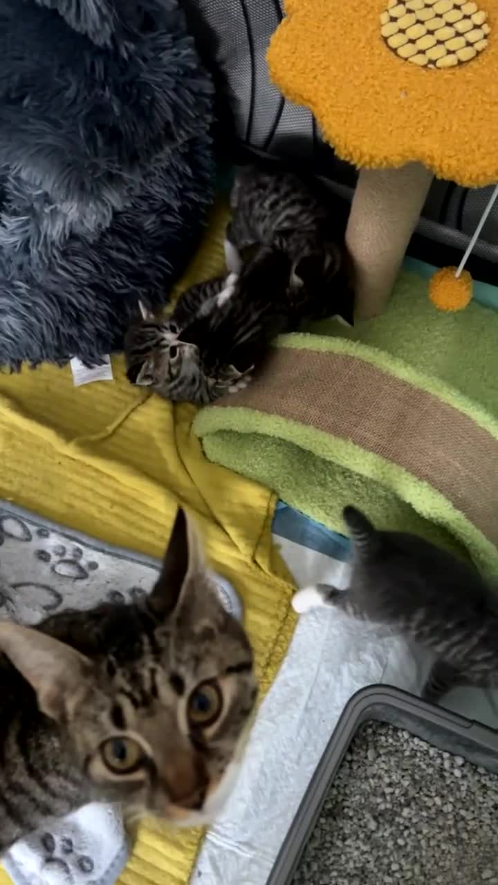 Bengal cats for sale: 4 Bengal kittens  - Video 1