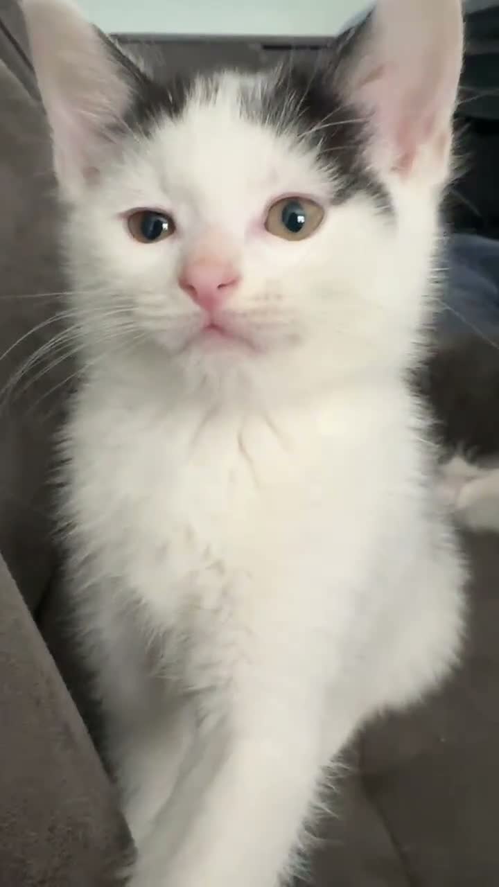 Mixed Breed cats for sale: 1 kitten available - Video 1