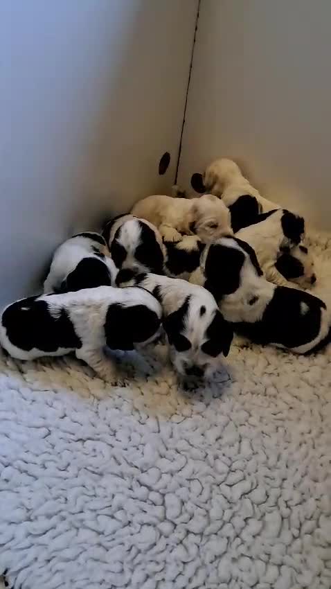 Cocker Spaniel dogs for stud: Show Cocker, Blue Roan and Tan (Stud Service Only) in Doncaster - Video 1