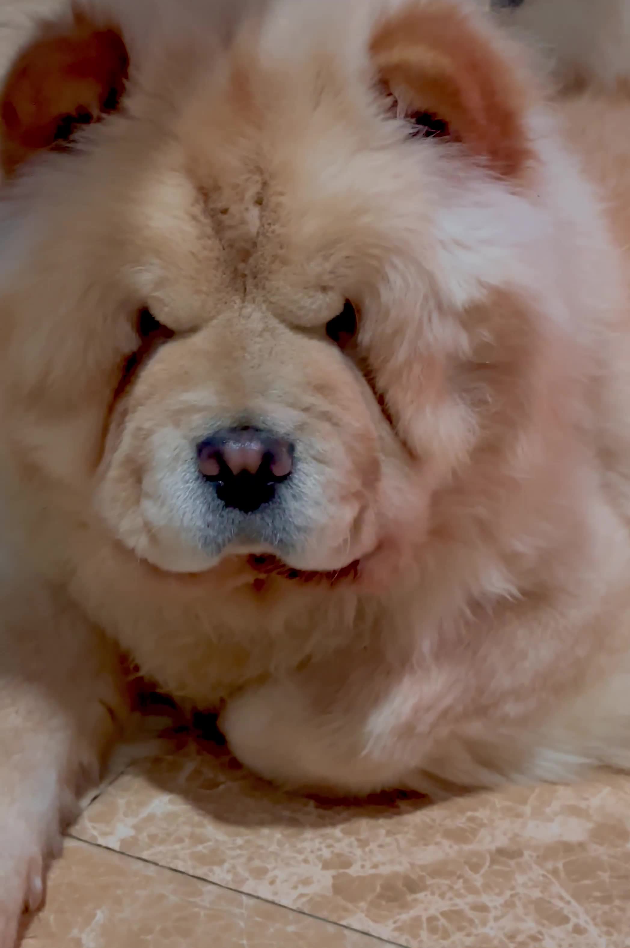 Chow Chow dogs for sale: KC ADULT FEMALE CHOW FOR SALE!!!!!!!! - Video 4
