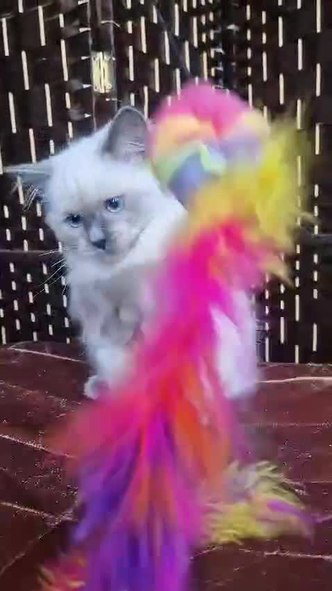 Ragdoll cats for sale: A Unique Ragdoll Kitten Waiting for a Loving home  - Video 1