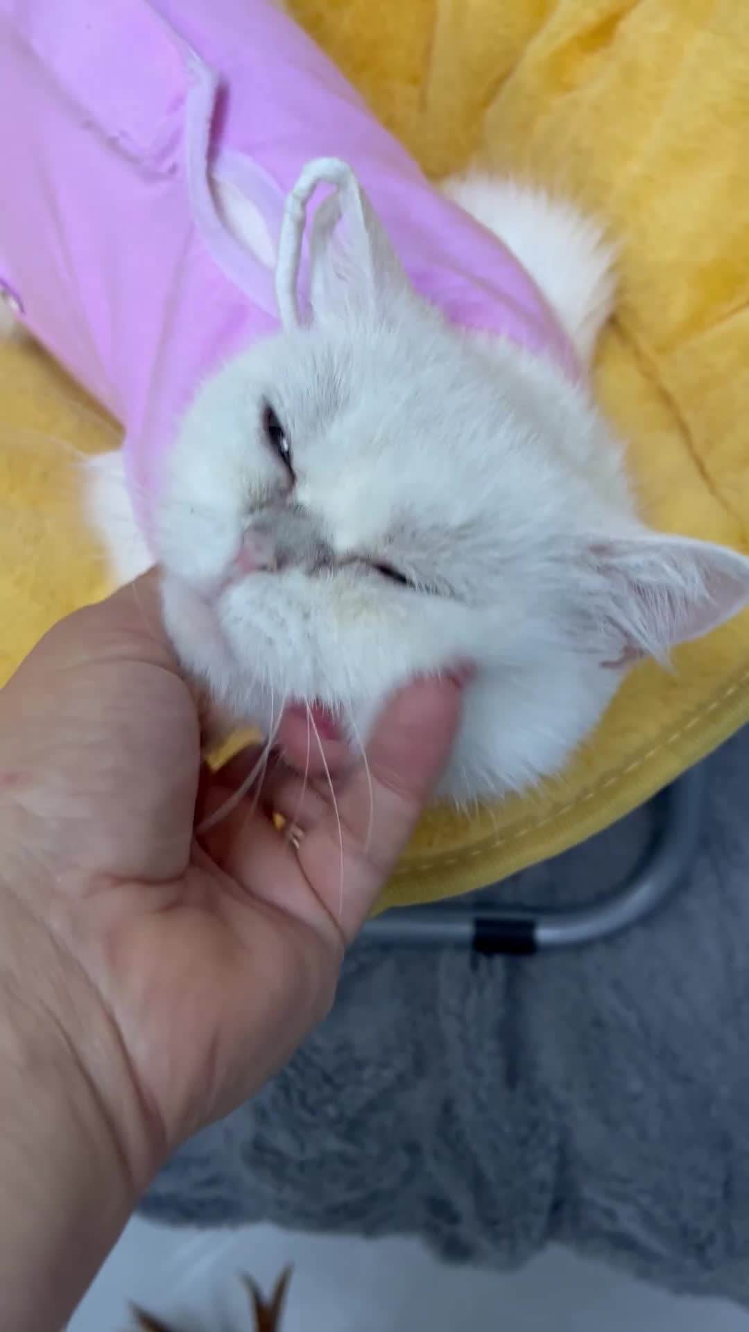 British Shorthair cats for sale: Champion lines for adoption  - Video 1