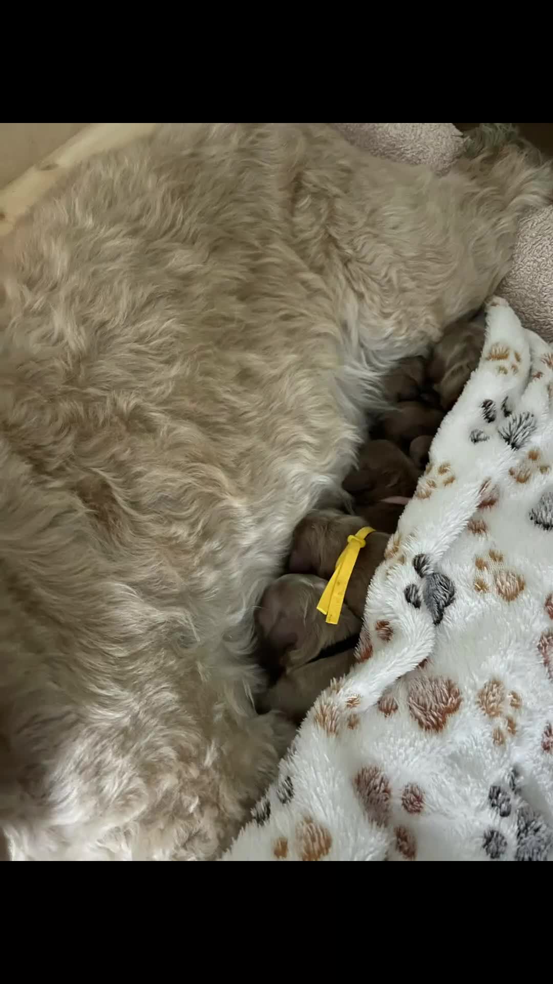 Cockapoo dogs for sale: Cockapoo puppies - Video 2
