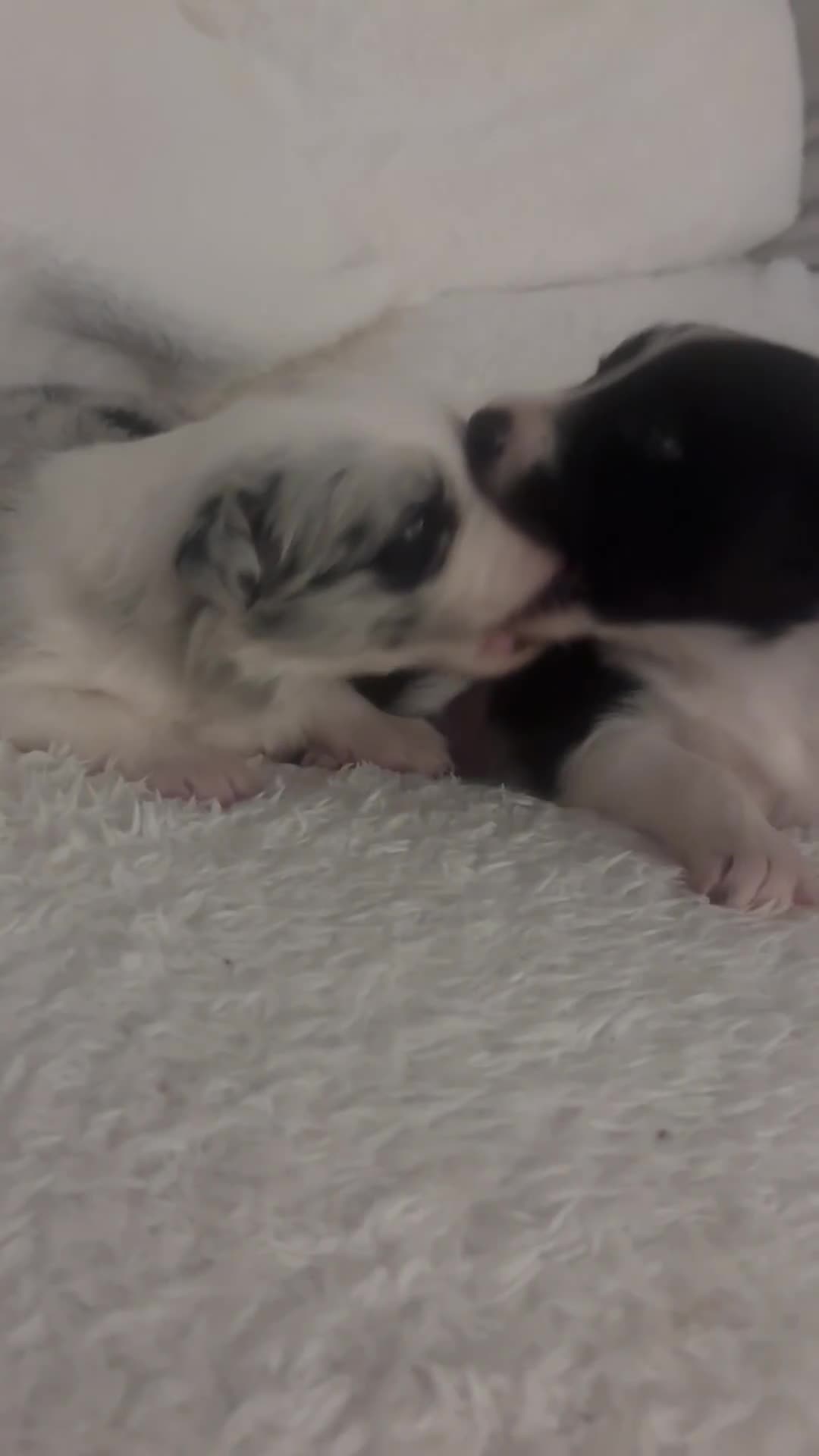 Border Collie dogs for sale: Fluffy long coat Blue merle border collie puppies - Video 1