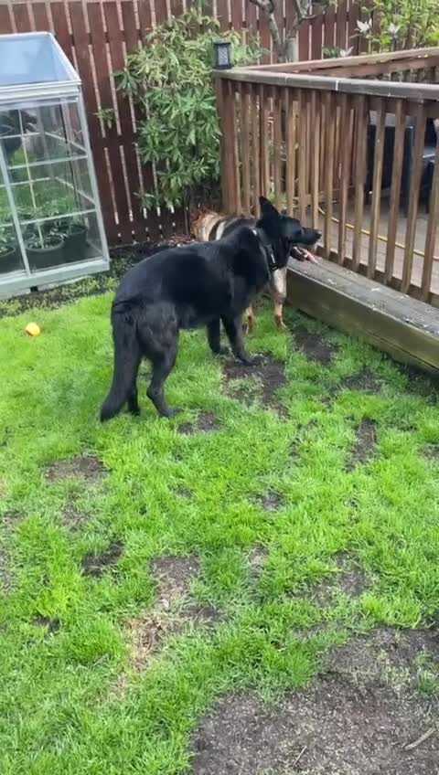 German Shepherd dogs for sale: K.C German Shepherd Puppies  - Video 2