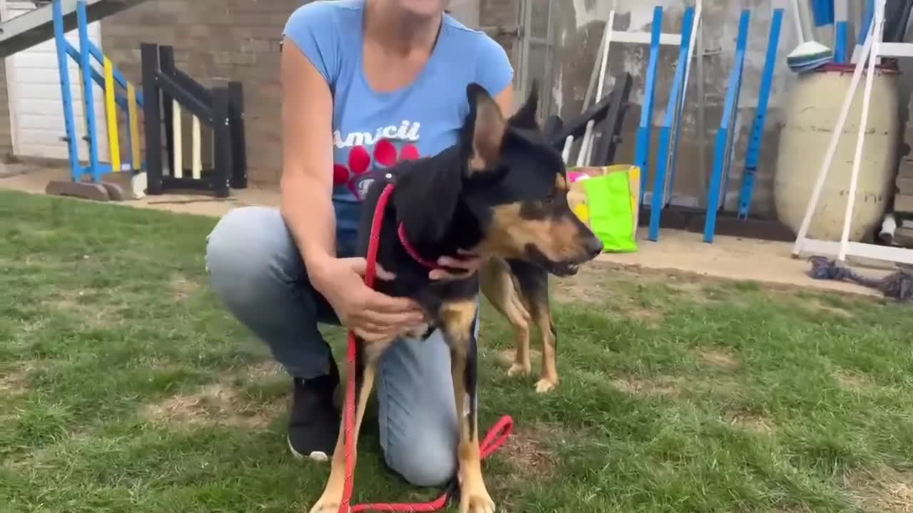 Mixed Breed dogs for adoption: Gorgeous GEORGE  - Video 1