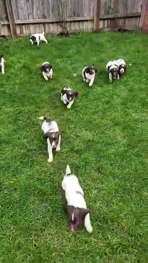 English Springer Spaniel dogs for sale: English Springer Spaniel Pups - Video 3