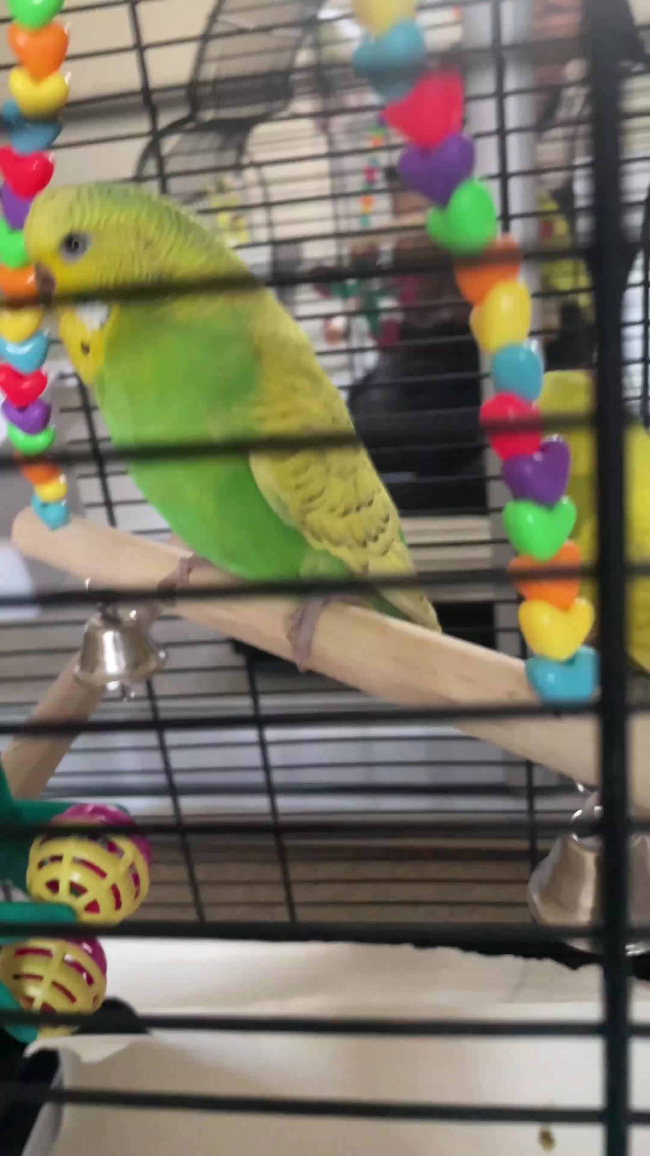 Budgerigars birds for sale: Budgies - Video 1