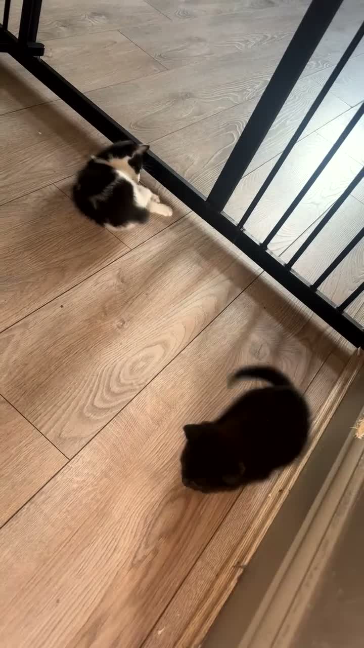 Domestic Shorthair cats for sale: Playful kittens - Video 1