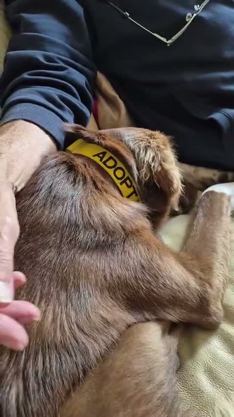 Mixed Breed dogs for sale: Lovely Gem needs her family  in Aldershot - Video 1