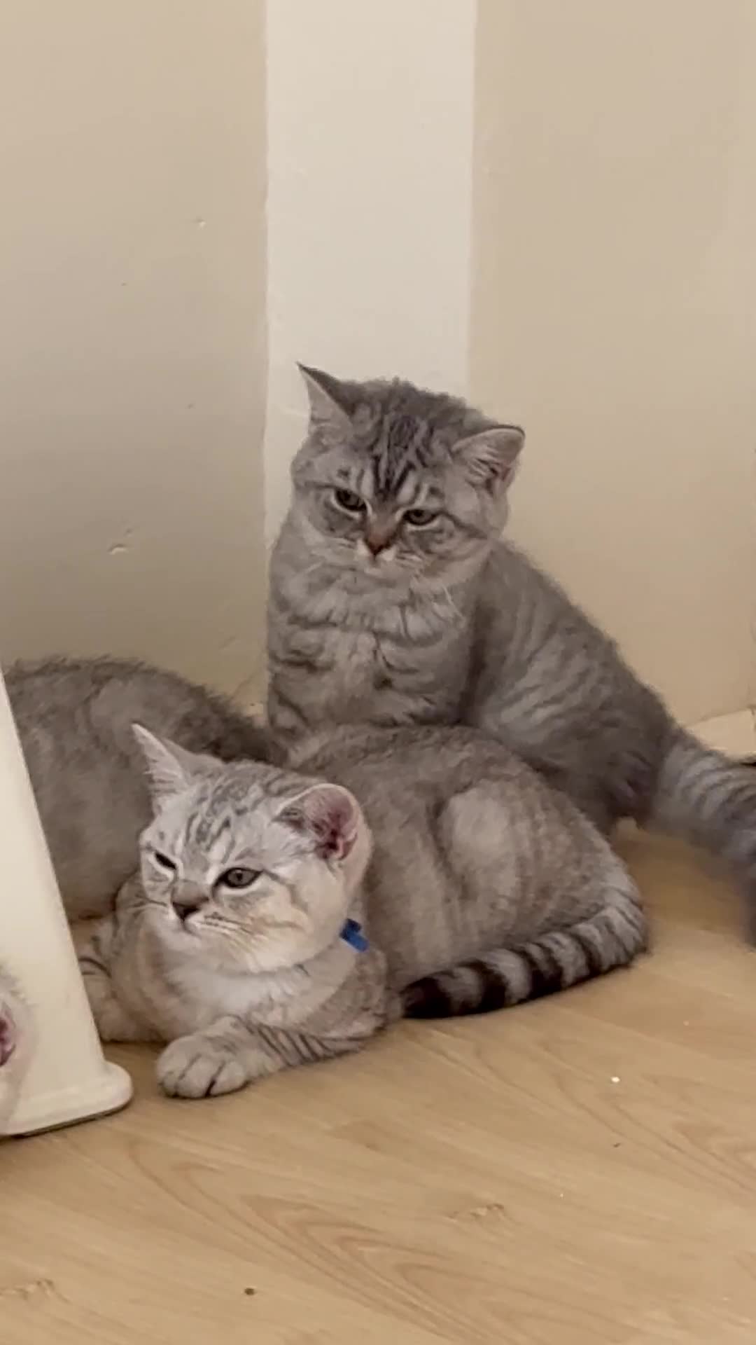 British Shorthair cats for sale: Pedigree|Champion Lines|GCCF Registered| - Video 2