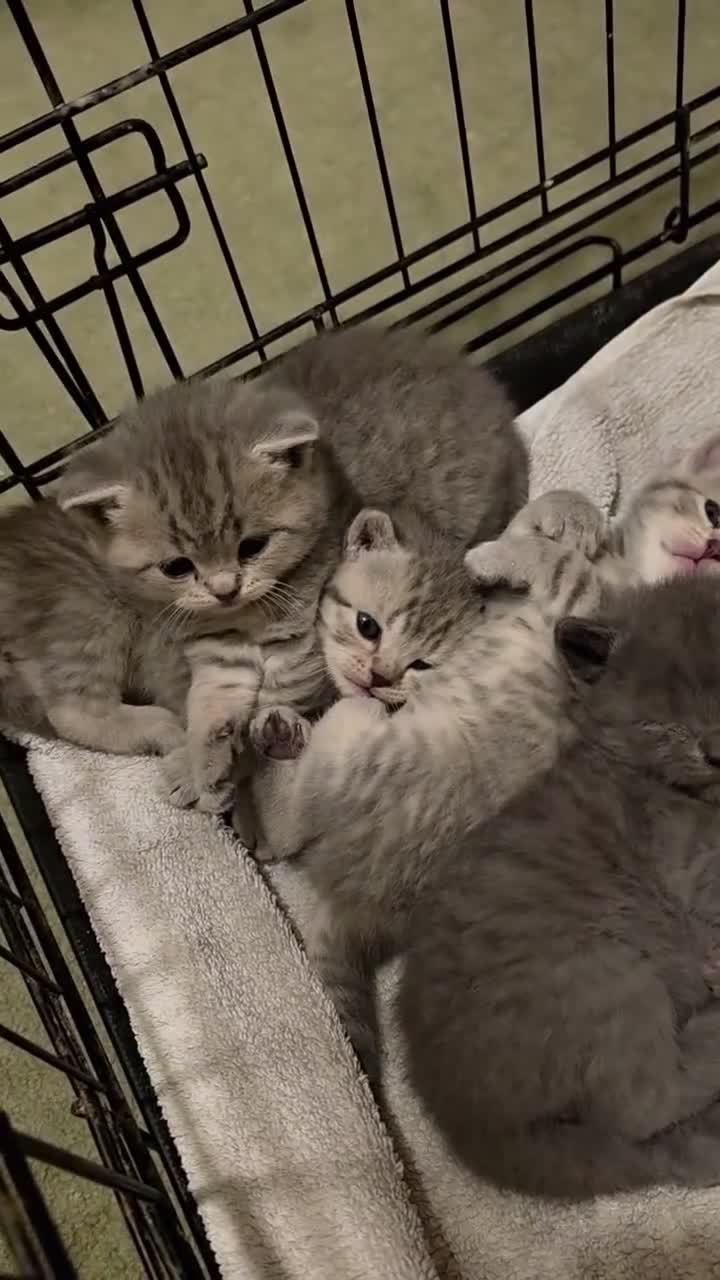 Scottish Fold cats for sale:  BRITISH & SCOTTISH SHORTHAIR KITTENS 🐾 - Video 4